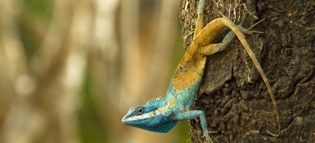 Die Blaukopf-Schönechse ist eine Kletterkünstlerin Eine Echse klammert sich an einen Baumstamm, Kopf nach unten. Kopf und Brust sind blau-türkis, hinterer Körper und Schwanz sind dunkelgelb