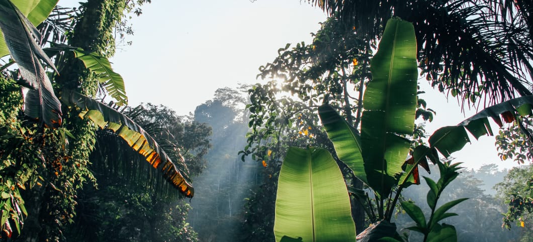 Regenwald aus der Froschpersektive, durch die einfallenden Sonnenstrahlen wirkt der regenwald visionär