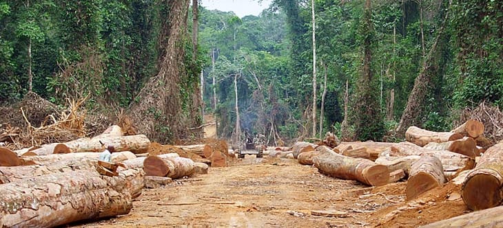 Zum Abtransport der gefällten Bäume werden breite Schneisen durch den Regenwald gezogen Breite abgeholzte Schneise führt durch einen Regenwald