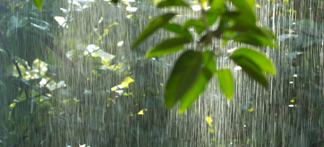 Während es im Regenwald stark regnet, zeigen sich auf einigen Blättern erste Sonnenstrahlen