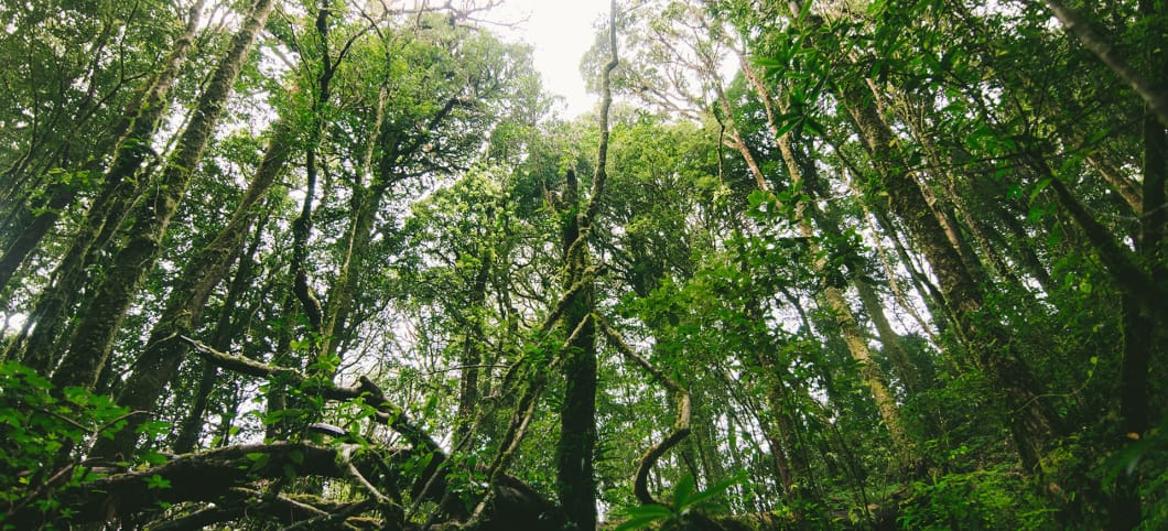 Bäume ragen weit in den Himmel Lichtung im Regenwald von unten nach oben fotografiert