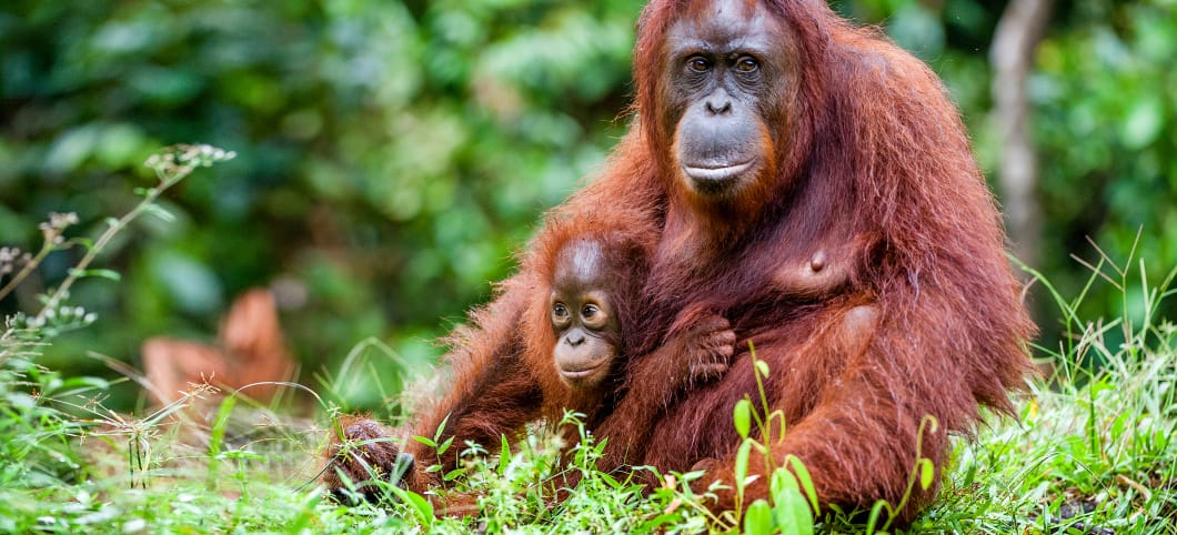 Orang-Utan Weibchen mit Baby sitzt im grünen Regenwald
