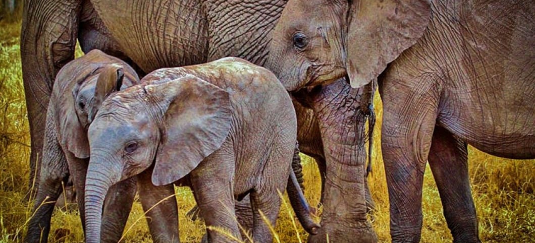 Zwei kleine Waldelefanten stehen vor zwei großen Waldelefanten