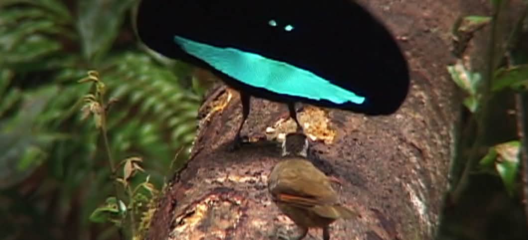 Paradiesvogel Ein männlicher Kragenparadiesvogel hat sich aufgeplustert, um ein Weibchen zu beeindrucken.