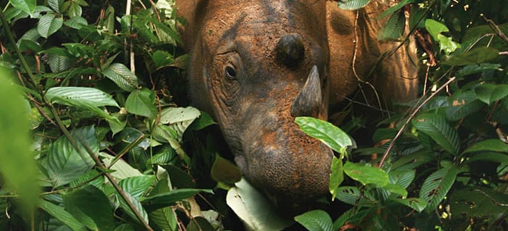 Ein Sumatra-Nashorn auf Borneo