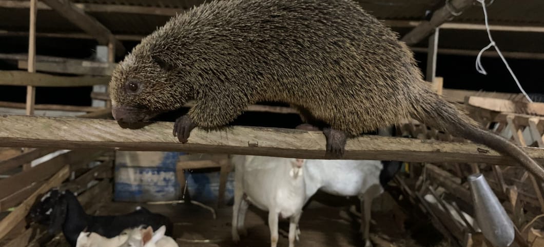 Ein Borstenbaumstachler hat sich in den Ziegenstall unserer Partnerporganisation verirrt Ein etwa 40 cm langes braunes Nagetier mit runder Nase und langem Schwanz hockt auf einem Balken, der quer durch einen Ziegenstall verläuft. Unter ihm liegen und stehen weiße Ziegen.