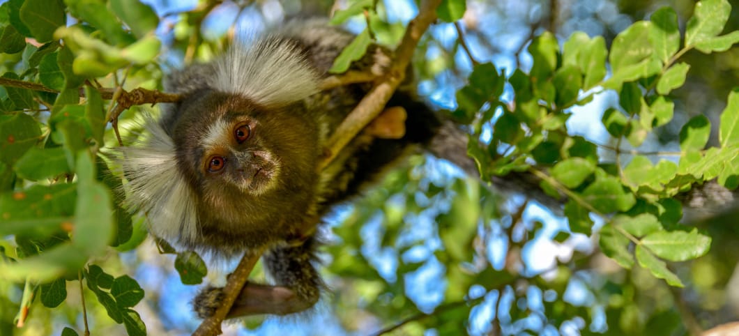 Weißbüscheläffchen mögen vor allem Früchte, Insekten und den Saft von Baumrinden Ein kleiner Affe mit weißen langen Ohrbüscheln klammert sich an einen diagonalen Ast und schaut in die Kamera