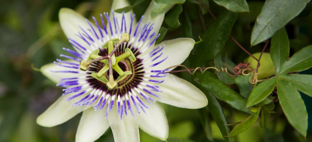 eine aufgeblühte Blaue Passionsblume (Passiflora caerulea)