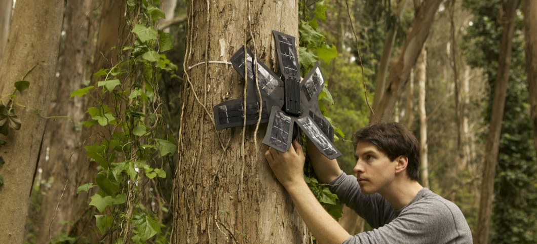 Handys werden im Regenwald an einem Baum angebracht, um Geräusche aufzunehmen und so illegale Holzfäller zu entlarven