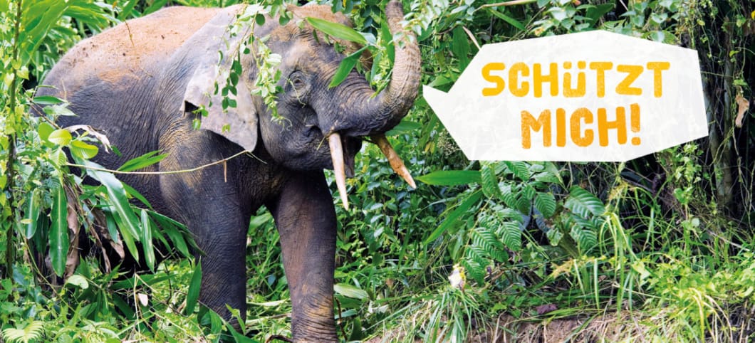 Waldelefant mit Blätter auf dem Kopf, vor ihm die Sprechblase "Schützt mich"