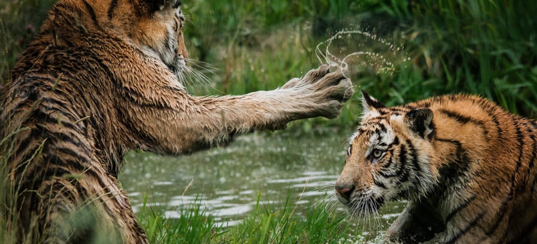 Zwei Sumatra Tiger kämpfen miteinander im Sumpf von Sumatra