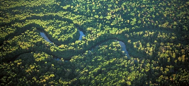 Der Regenwald bietet vielen verschiedenen Tier- und Pflanzenarten ein Zuhause