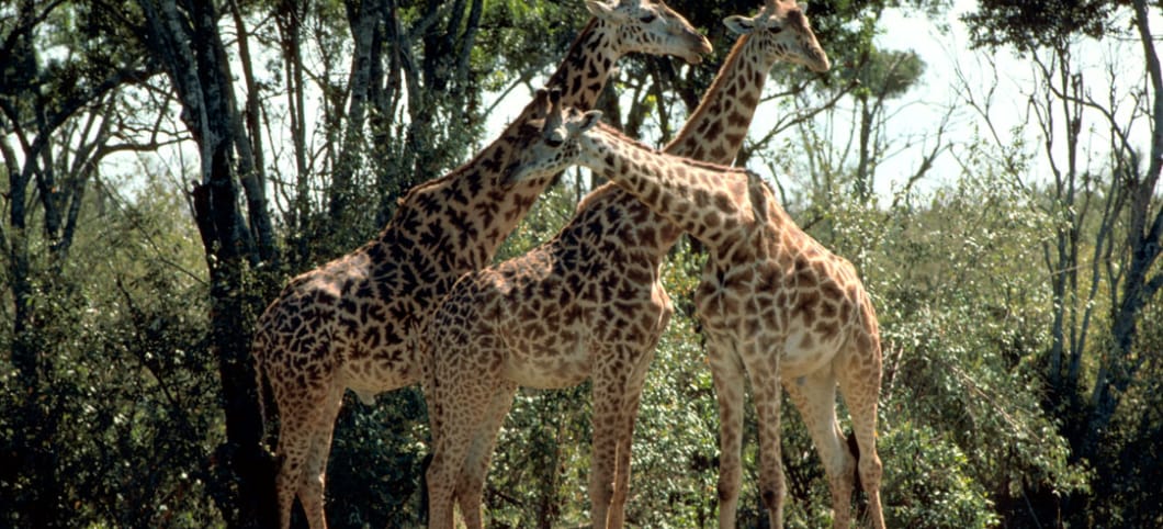 Massai-Giraffen in Tansania