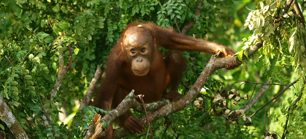Ein junger Orang-Utan klammert sich an einen Ast in der Blätterkrone eines Baumes