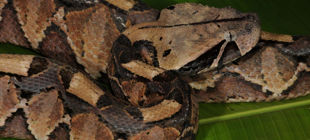 Schlange aus der Serra do Pingano Region. Foto: (c) Raffael Ernst / Senckenberg Östliche Gabunviper aus der Serra do Pingano Region. Foto: Senckenberg/Ernst