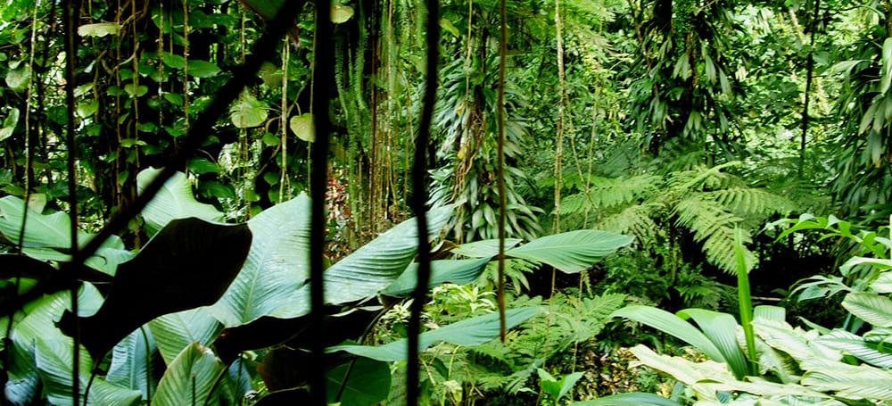Pflanzen im Regenwald. 