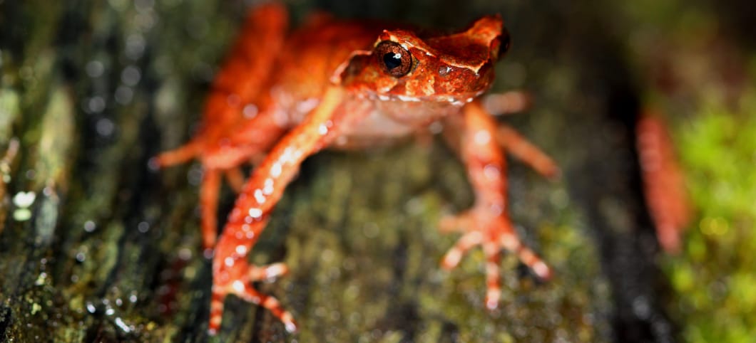 Orange-roter Asiatischer Zipfelkrötenfrosch im Sprung.
