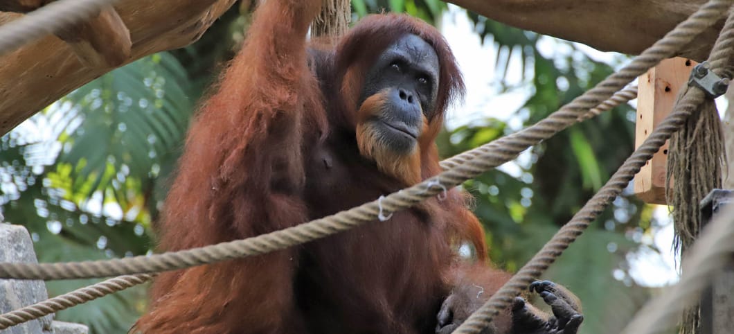 Das Orang-Utan-Weibchen Bella lebt seit 58 Jahren im Tierpark Hagenbeck in Hamburg Orang-Utan Bella sitzt in ihrem Gehege im Tierpark, man sieht Äste und Klettertaue