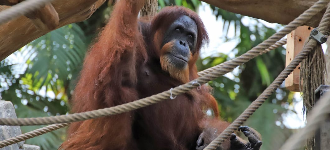 Orang-Utan Bella sitzt in ihrem Gehege im Tierpark, man sieht Äste und Klettertaue