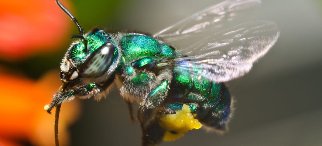 Grün-schillernde Biene fliegt eine rote Blüte an