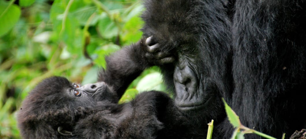Ein junger Berggorilla liegt auf dem Rücken und berührt die Stirn seiner Mutter, die sich über ihn beugt