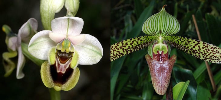 zwei unterschiedliche Orchideen-Blüten