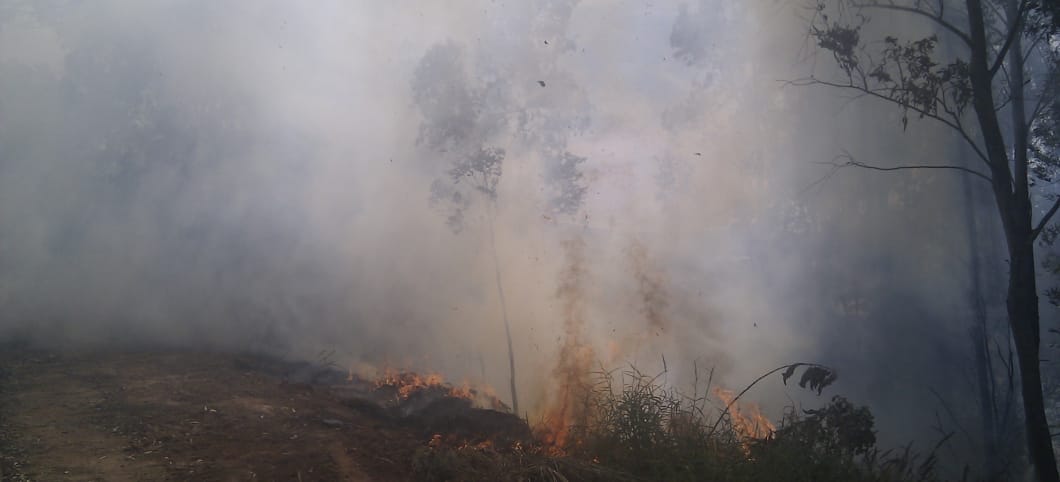 Feuer im Brasilianischen Amazonas-Regenwald