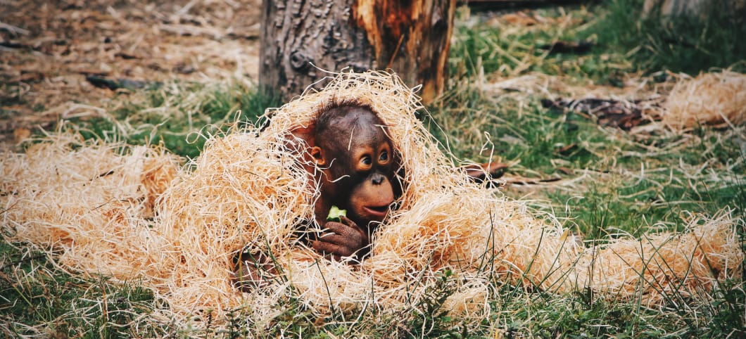 Auch ein Orang-Utan-Baby kann sich erkälten Orang Utan Baby in Holzwolle gewickelt