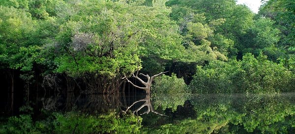 Die Amazonas-Regenwälder gehören zu den artenreichsten Lebensräumen der Erde Amazonas-Landschaft westlich von Manaus, in Brasilien