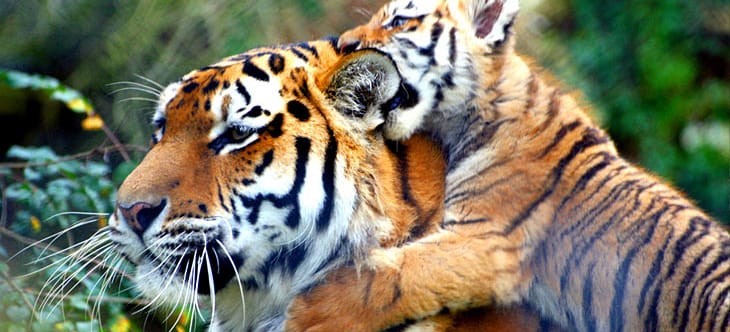 Junger Tiger mit seiner Tiger-Mutter