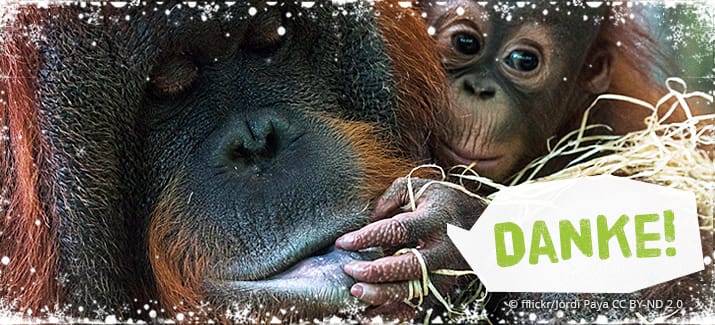 Ein Orang-Utan-Junges liebkost seine Mutter