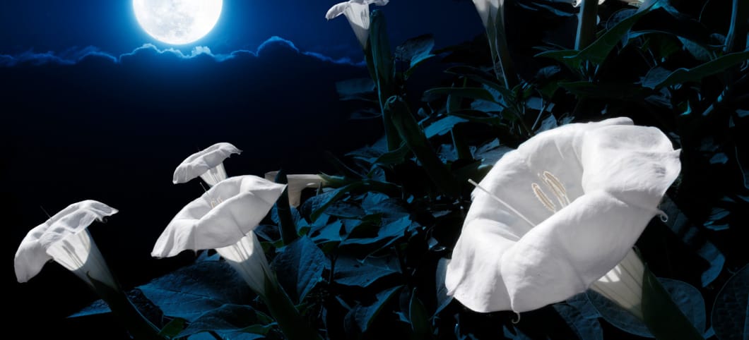 Nachtaktive Mondwinde Blüten bei Mondschein