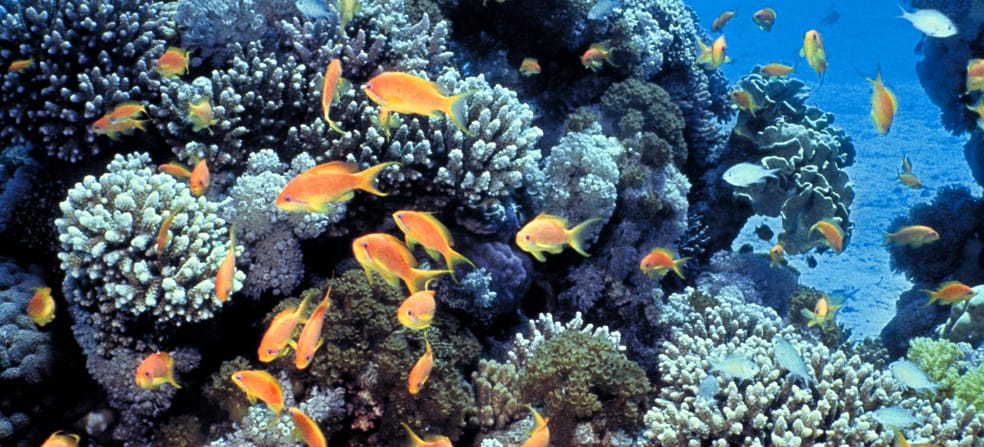 Korallenriffe sind auch Kinderstube vieler Fischarten
