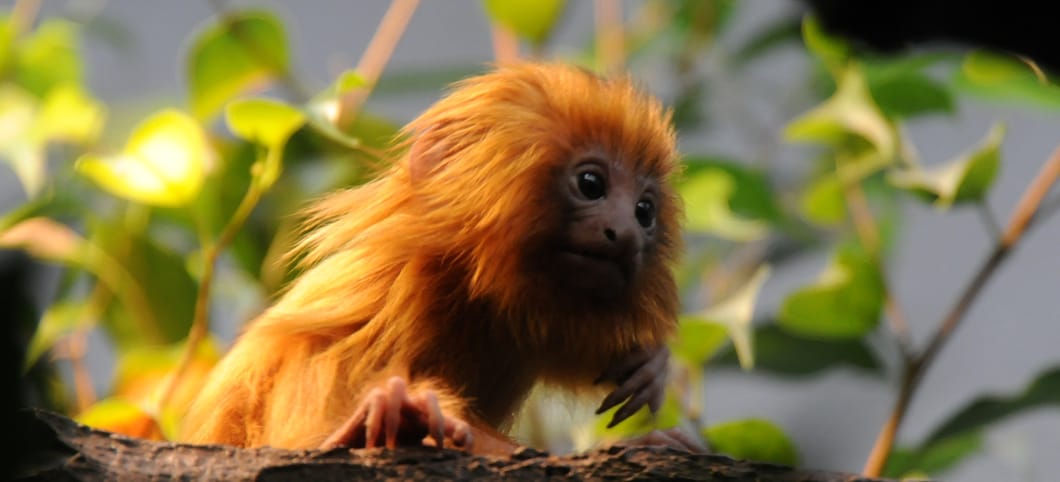 Goldenes Löwenäffchen  Goldenes Löwenäffchen