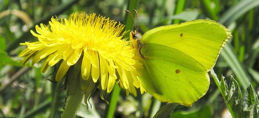 Grüner Schmetterling sitzt auf gelber Blüte