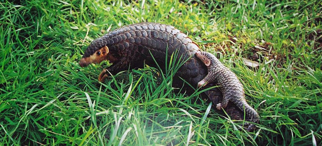 Regenwald Tiere Pangoline Abenteuer Regenwald
