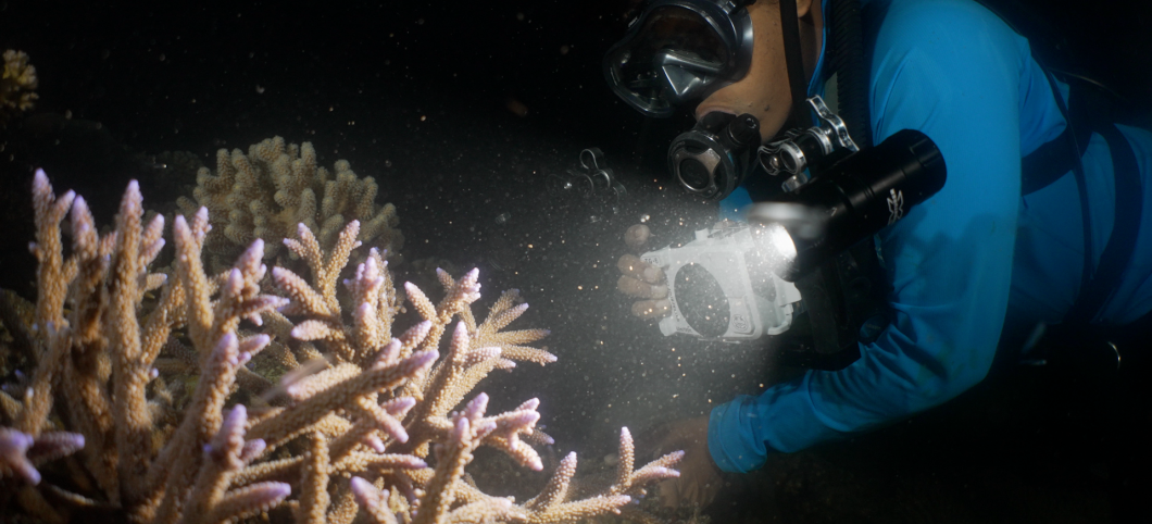 Ein Taucher mit Kamera beleuchtet einen rosafarbenen Korallenzweig, vor seiner Kamera sieht man den Laich als helle Punkte