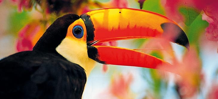 Tukane verteidigen mit ihren riesigen Schnäbeln ihr Revier hoch oben im Kronendach des Regenwaldes Riesentukan zwischen bunten Blumen im Regenwald