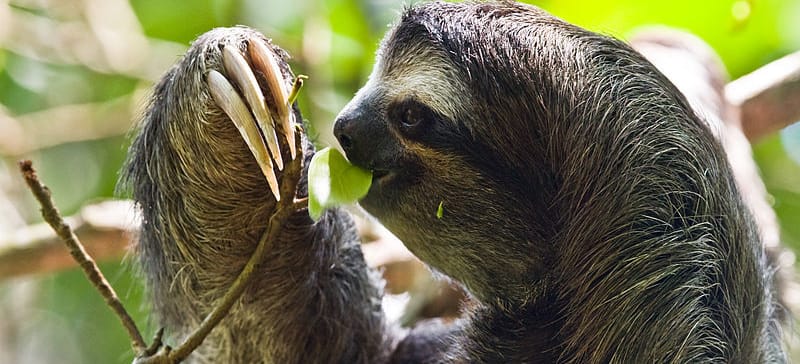 Faultiere wie dieses Dreifingerfaultier ernähren sich von Blättern, die sie sehr langsam verdauen.