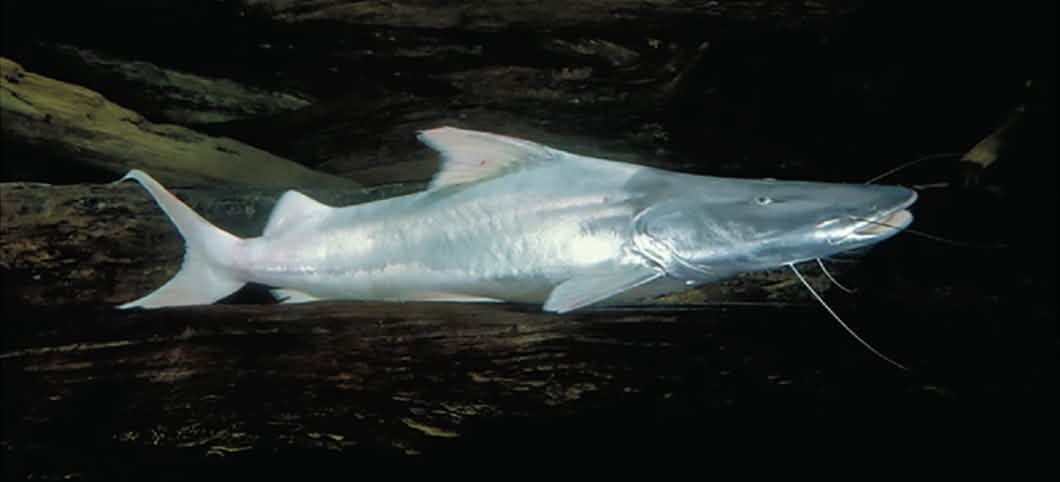Silbrig-schimmernder Dorado Wels schwimmt durch dunkles Wasser