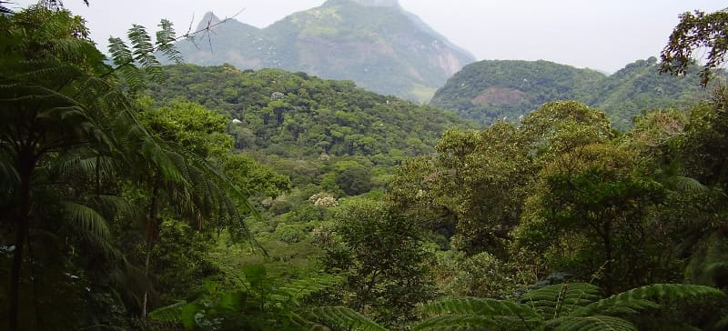 Atlantischer Küstenregenwald bei Rio de Janeiro