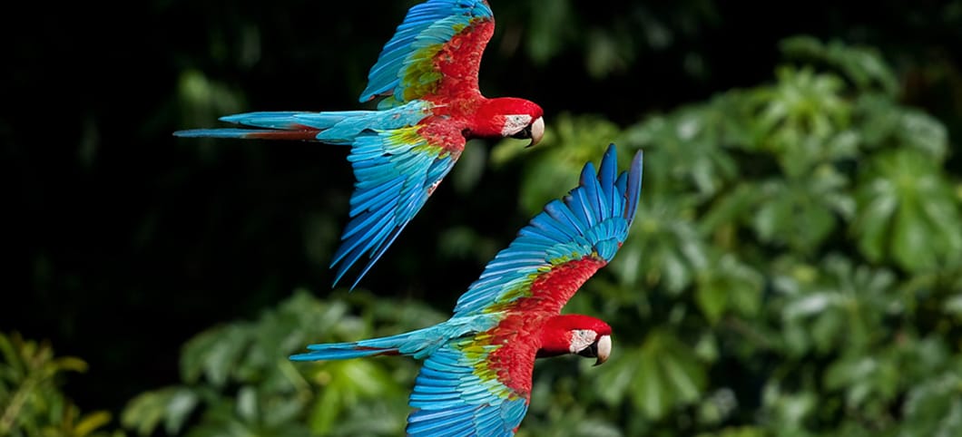 Die dunkelroten Aras leben in den Tropenwäldern Südamerikas zwei fliegende Aras über den Baumkronen des Regenwaldes