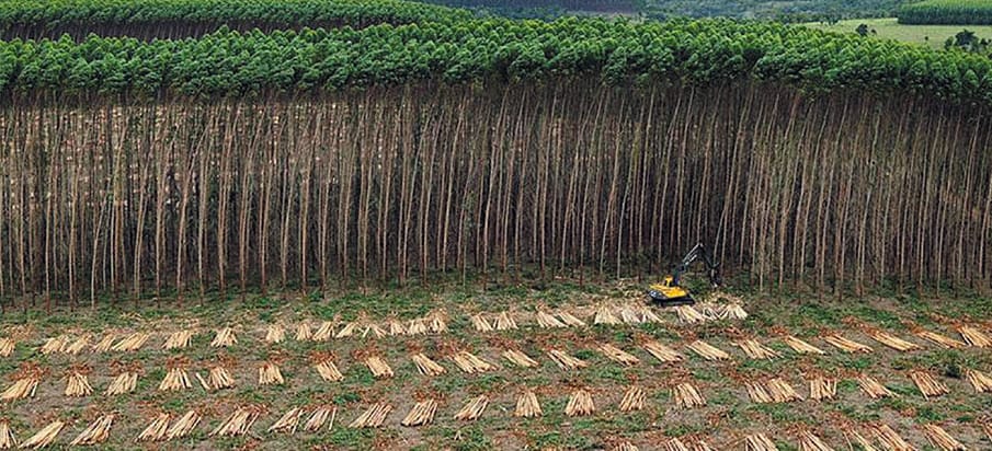 Eukalyptus-Plantage mit Erntemaschine, Brasilien