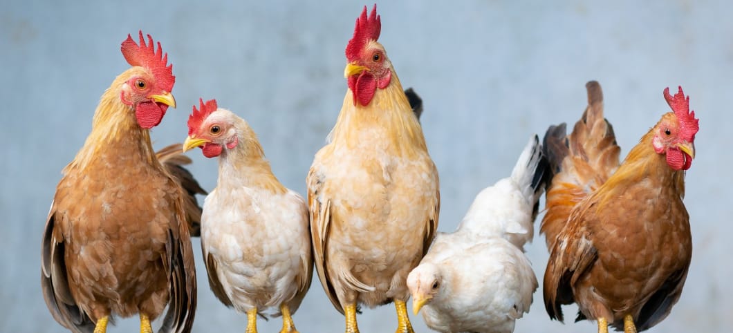 Hühnergruppe - als Symbolbild für Hühnerzucht