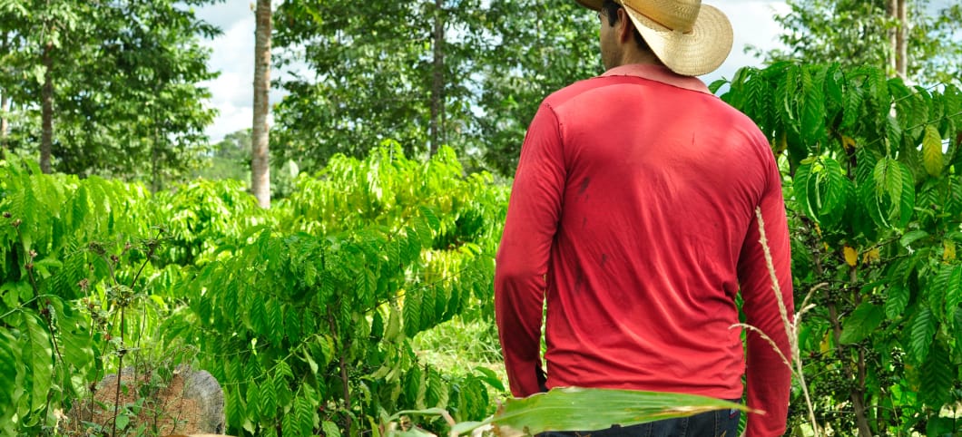 Kleinbauer in Brasilien Mann mit roter Jacke und Cowboyhut ist von hinten zu sehen, wie er durch ein grünes Feld geht.