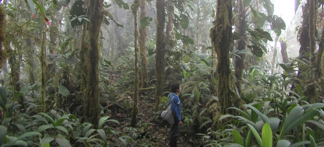 Ein Mann steht mitten im Nebelwald von Ecuador Regenwald