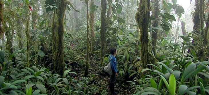 Ein Mann steht mitten im nebligen Regenwald