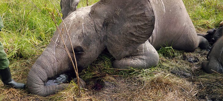 Junger Elefant der tot am Boden liegt