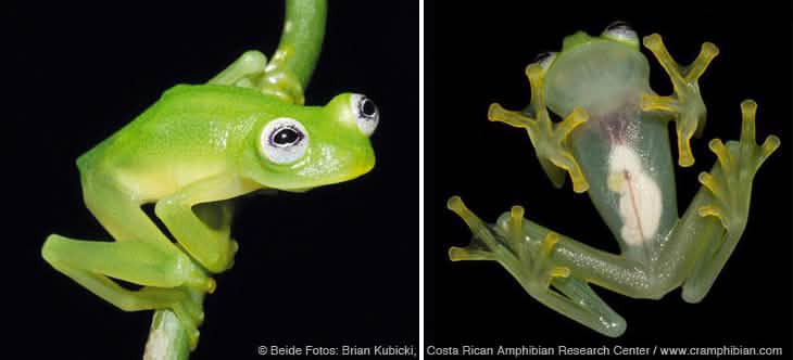 Kermit lebt!