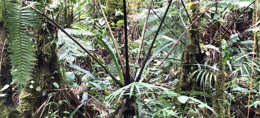 In den Regenwäldern Panamas haben Forschende einen unsterblichen "Zombie"-Farn entdeckt Farn im Regenwald